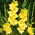 Gladiolus نوفا لوكس - 5 البصلة - Gladiolus Nova Lux