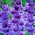 Gladiolus Passos - 5 bebawang