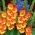 Gladiolus Sunshine - 5 žarnic