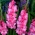 Gladiolas Isla Margarita - 5 gab. Iepakojums - Gladiolus