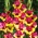 Gladiolsläktet Vasto - paket med 5 stycken - Gladiolus