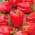 Červené sladké korenie Ożarowska - 10 g -  Capsicum annuum - semená