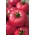 BIO rajčica 'Faworyt' - certificirano organsko sjeme -  Lycopersicon esculentum - sjemenke