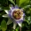 เมล็ดพันธุ์ดอกไม้สีน้ำเงินความรัก - Passiflora caerulea - 22 เมล็ด