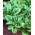 Špinača „Matador“ - 500 g -  Spinacia oleracea - semena
