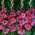 Gladiolus Vesuvio - 5 kvetinové cibule