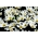 Zephyranthes Candida - 10 kvetinové cibule