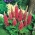 Hạt giống Lupin My Castle - Lupinus polyphyllus - 90 hạt