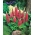 Lupin My Castle sementes - Lupinus polyphyllus - 90 sementes