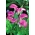 Zantedeschia, Calla Lily Pink - květinové cibulky / hlíza / kořen