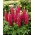 Λούπινο Οι σπόροι Σελίδες - Lupinus polyphyllus - 90 σπόρους