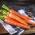 Морква "Samba F1" - пізній сорт - Daucus carota - насіння