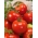 Cüce tarla domates 'Bohun' - büyük meyve üreten son derece erken çeşitlilik -  Lycopersicon esculentum - Bohun - tohumlar