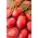 Tomat kerdil bidang 'Malinowy Bosman' - varietas awal sedang, direkomendasikan untuk diawetkan -  Lycopersicon esculentum - Malinowy Bosman - biji