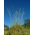 Висока власатка "Tomahawk" - сорт тревна площ - 5 кг - 