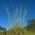 トールフェスク「トマホーク」-芝生の品種-5 kg - 