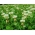 โคลเวอร์สีขาว "Romena" - 1 กก.; Dutch clover, Ladino clover - 