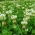 White clover "Romena" - 0.5 kg; Dutch clover, Ladino clover