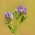Alfalfa "Ludelis" - 1 kg; lucerne - 