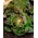 BIO Lettuce "Marveille 4" - semillas orgánicas certificadas - 