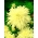 Tall chrysanthemum aster "Izabela" - 