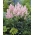 Astilbe "Erica" - halvány rózsaszín; hamis spirea - 