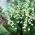 Lirio de los valles, de doble flor (Convallaria majalis Prolificans); Campanas de mayo, lágrimas de Nuestra Señora, lágrimas de María - 