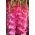 Harmaantunut vaaleanpunainen kukkainen gladiooli - 5 kpl XL-kokoisia sipuleita - 
