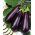 Jajčevci „Violetta Lunga 3“; jajčevcev -  Solanum melongena - semena