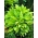Hosta, Plantain Lily Albopicta - cibuľka / hľuza / koreň