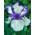 Iris germanica สีน้ำเงินและสีขาว - กระเปาะ / หัว / ราก