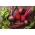 Punajuurikas – Crimson - pelletoidut siemenet - Beta vulgaris var. Conditiva