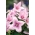 Platycodon, flor de globo - Fuji Pink; Bellflower chino