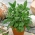 セージの種子 - サルビアオフィシナリス -  130種子 - Salvia officinalis - シーズ