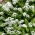 Alho - dos - ursos - 100 sementes - Allium ursinum