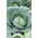 Wittekool - Zora -  Brassica oleracea var.capitata - Zora - zaden