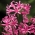 Nerine Bowdenii - 2 бр. Корнуелска лилия, нос цвете, лилия Гернси, Боудън лилия