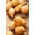หัวหอม "Vsetana" - ความหลากหลายในช่วงต้นขนาดกลางสำหรับการบริโภคโดยตรงและการจัดเก็บ - 