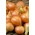 หัวหอม 'Warsa' - ต้นหลากหลายผลิต -    Allium cepa - Warsa - เมล็ด