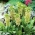 Eucomis bicolor - nanas lily - 2 buah