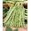 Yeşil Fransızca fasulye "Marconi Nano" - düz bakla - Phaseolus vulgaris L. - tohumlar