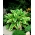 Hosta, Plantain Lily Aureomarginata - cibule / hlíza / kořen