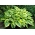 Hosta, Plants Lily Ικανοποίηση - βολβός / κόνδυλος / ρίζα