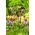 Echinacea، Coneflower Pallida - لامپ / غده / ریشه - Echinacea pallida
