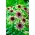 エキナセア、コーンフラワーグリーン羨望 - 球根/塊茎/根 - Echinacea purpurea