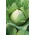 Biela hlava kapusta 'Replika' - neskorá, produktívna odroda -  Brassica oleracea var.capitata -Replika - semená