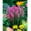 Лиатрис колосистая - Purple - пакет из 10 штук - Liatris spicata