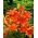 Orange Asiatic lily - Orange - Large Pack! - 15 pcs.