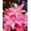لیلیوم، لیلی آسیایی صورتی - لامپ / غده / ریشه - Lilium Asiatic White