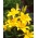 Lírio asiático com flores amarelas - Amarelo - Pacote grande! - 15 peças - 